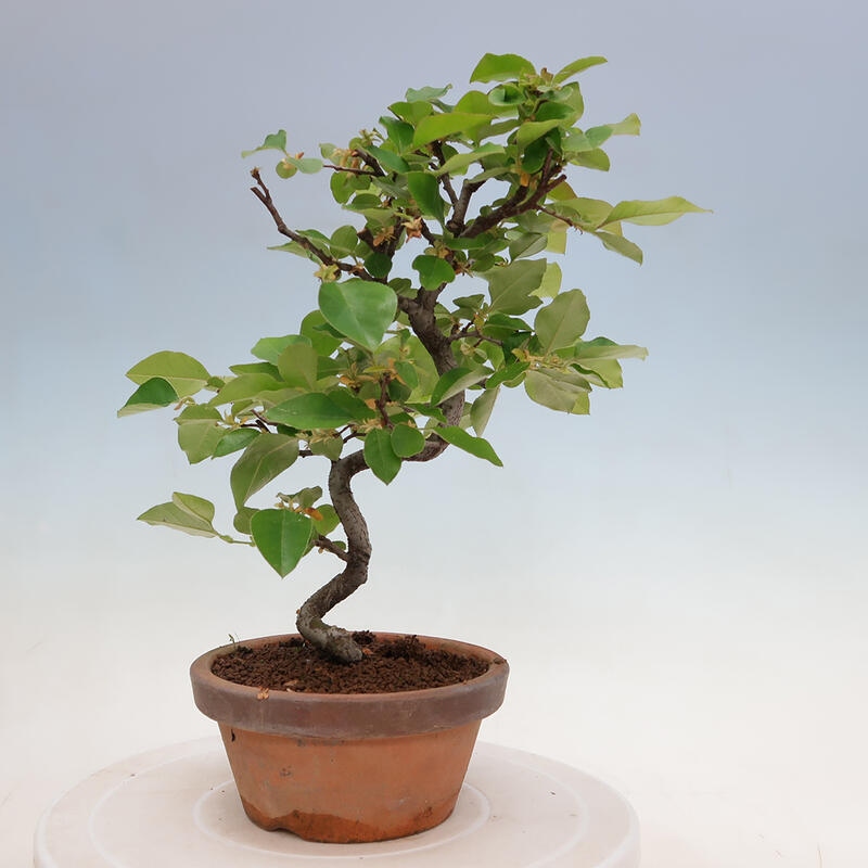 Bonsai voor buiten - Pseudocydonia sinensis - Chinese kweepeer