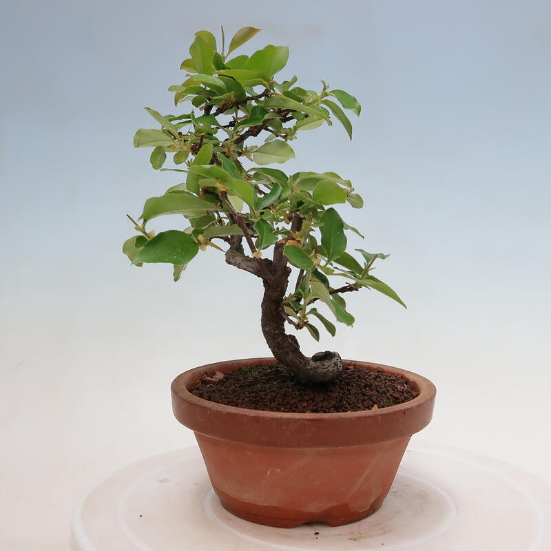 Bonsai voor buiten - Pseudocydonia sinensis - Chinese kweepeer