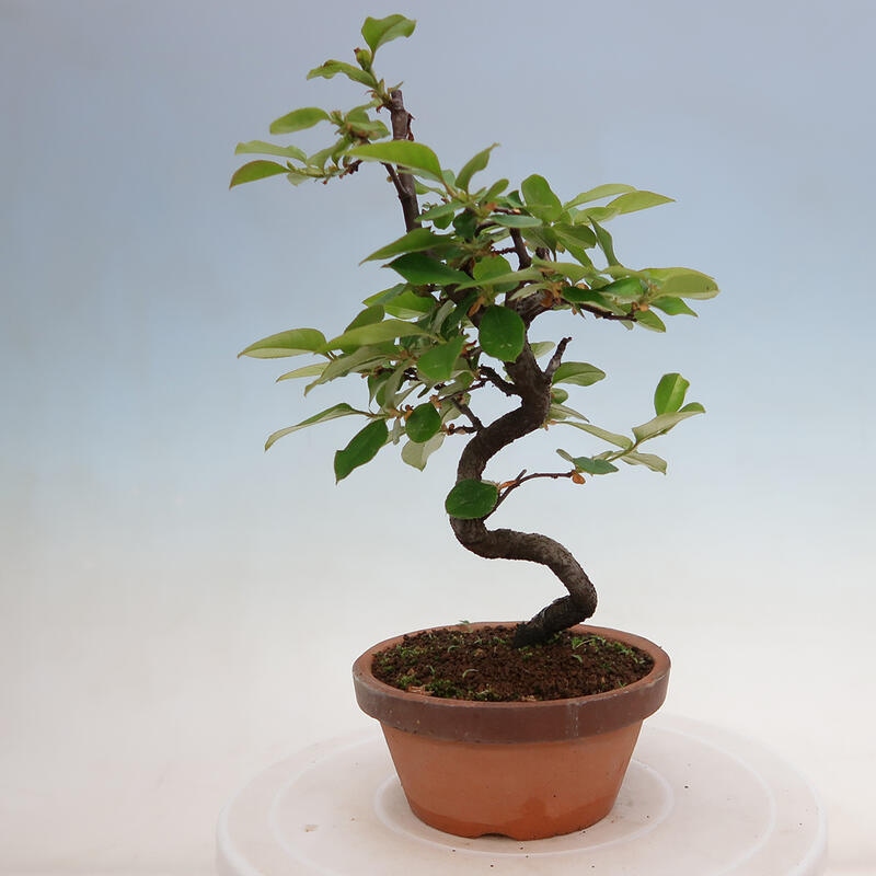 Bonsai voor buiten - Pseudocydonia sinensis - Chinese kweepeer