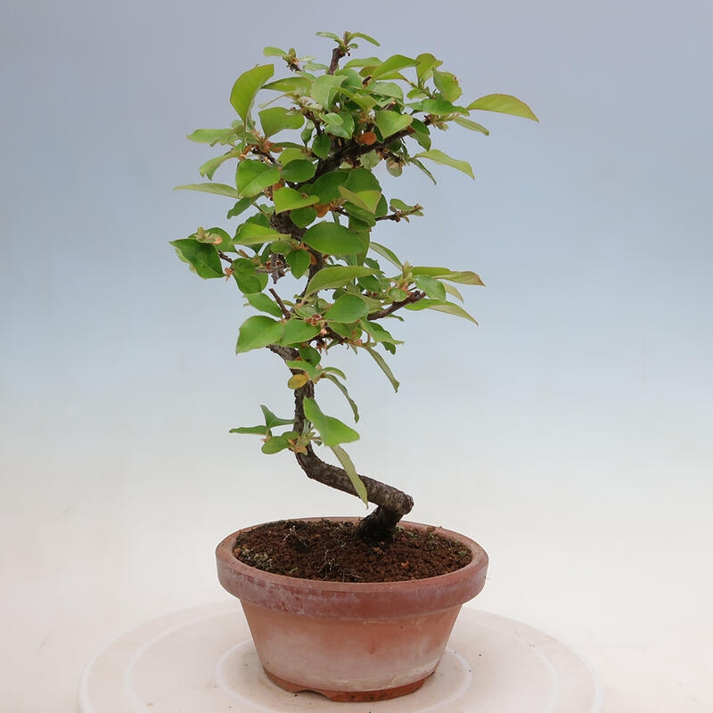 Bonsai voor buiten - Pseudocydonia sinensis - Chinese kweepeer