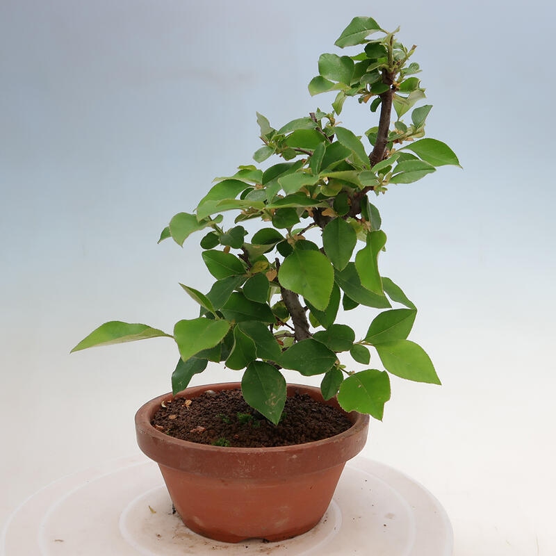 Bonsai voor buiten - Pseudocydonia sinensis - Chinese kweepeer