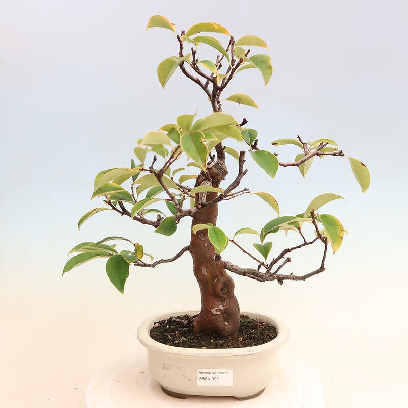 Bonsai voor buiten - Pseudocydonia sinensis - Chinese kweepeer