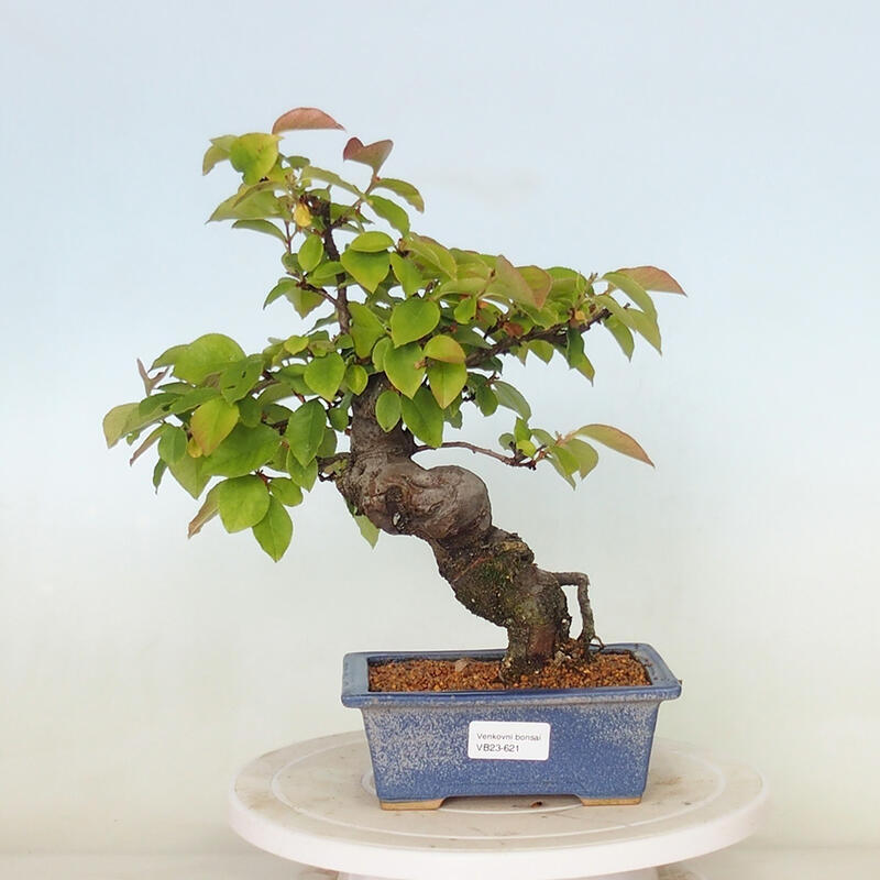 Bonsai voor buiten - Pseudocydonia sinensis - Chinese kweepeer