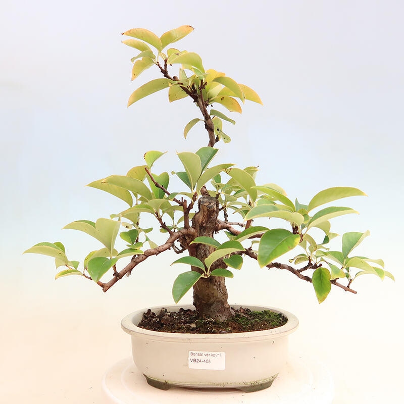 Bonsai voor buiten - Pseudocydonia sinensis - Chinese kweepeer