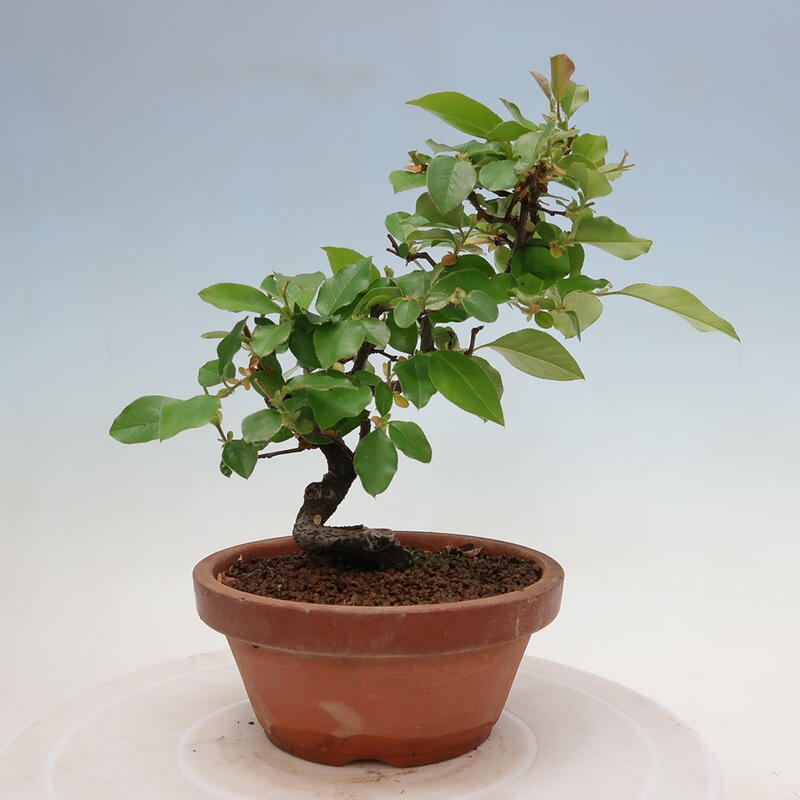Bonsai voor buiten - Pseudocydonia sinensis - Chinese kweepeer