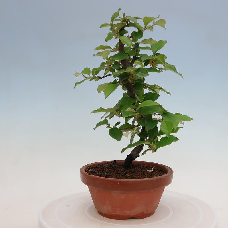 Bonsai voor buiten - Pseudocydonia sinensis - Chinese kweepeer