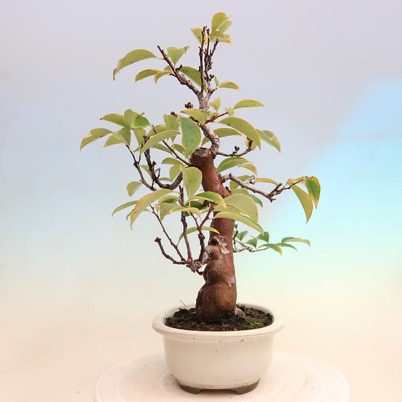 Bonsai voor buiten - Pseudocydonia sinensis - Chinese kweepeer