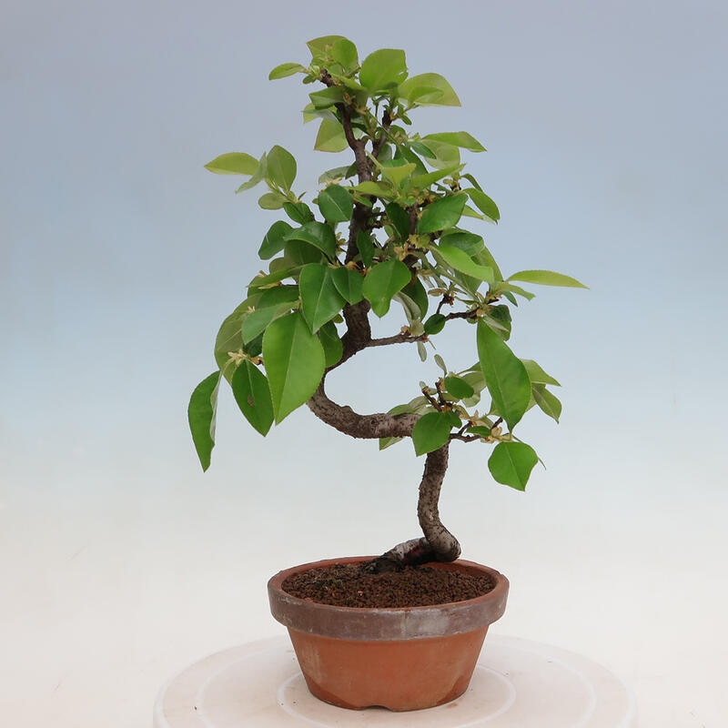 Bonsai voor buiten - Pseudocydonia sinensis - Chinese kweepeer