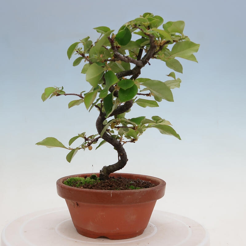 Bonsai voor buiten - Pseudocydonia sinensis - Chinese kweepeer