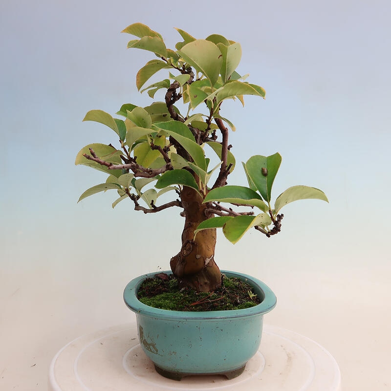 Bonsai voor buiten - Pseudocydonia sinensis - Chinese kweepeer