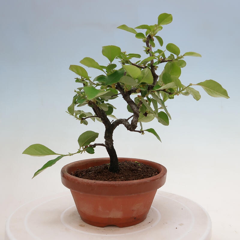 Bonsai voor buiten - Pseudocydonia sinensis - Chinese kweepeer