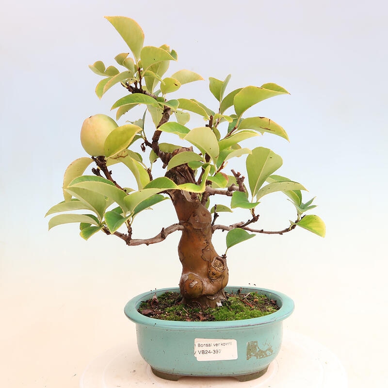 Bonsai voor buiten - Pseudocydonia sinensis - Chinese kweepeer