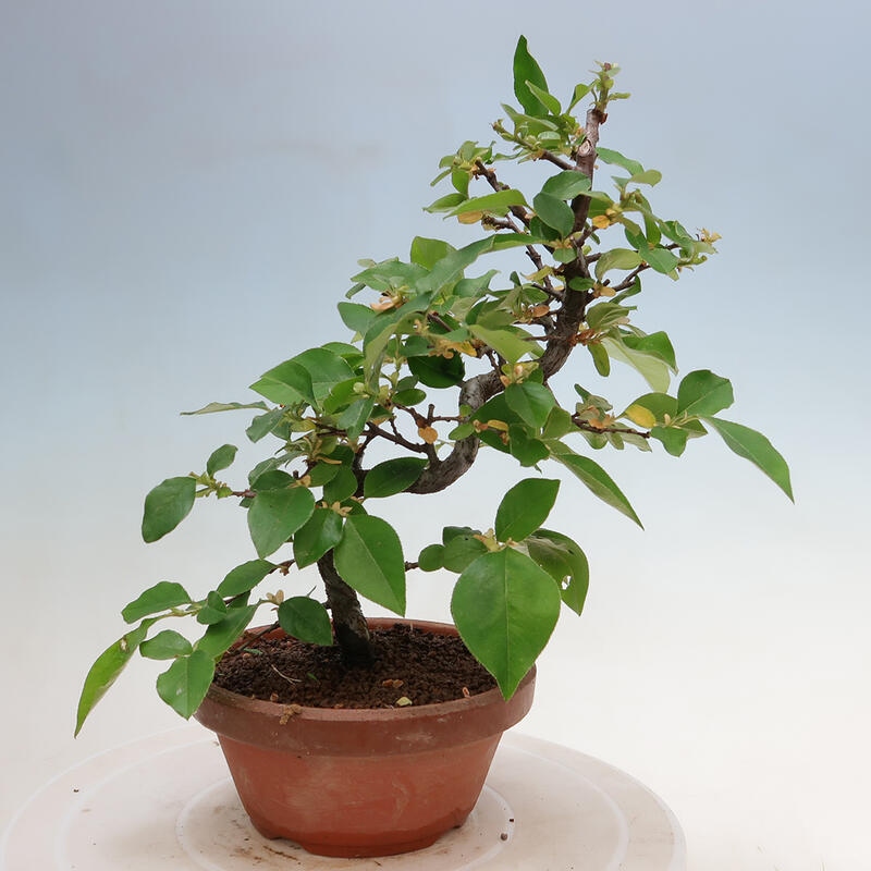 Bonsai voor buiten - Pseudocydonia sinensis - Chinese kweepeer
