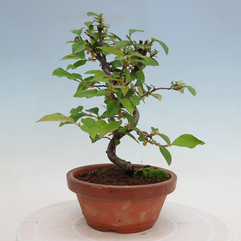 Bonsai voor buiten - Pseudocydonia sinensis - Chinese kweepeer
