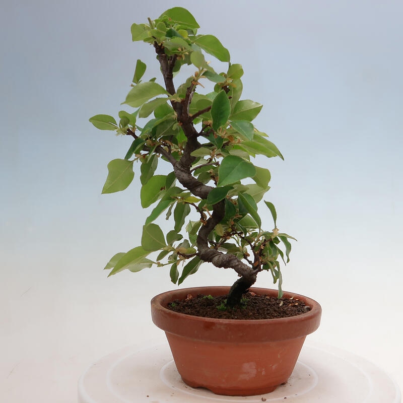 Bonsai voor buiten - Pseudocydonia sinensis - Chinese kweepeer