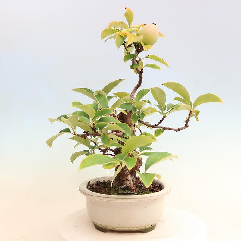 Bonsai voor buiten - Pseudocydonia sinensis - Chinese kweepeer