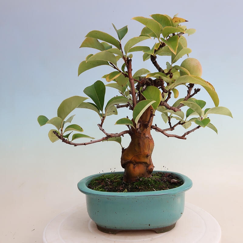 Bonsai voor buiten - Pseudocydonia sinensis - Chinese kweepeer
