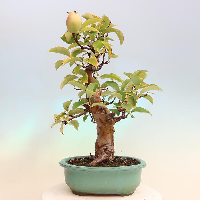 Bonsai voor buiten - Pseudocydonia sinensis - Chinese kweepeer