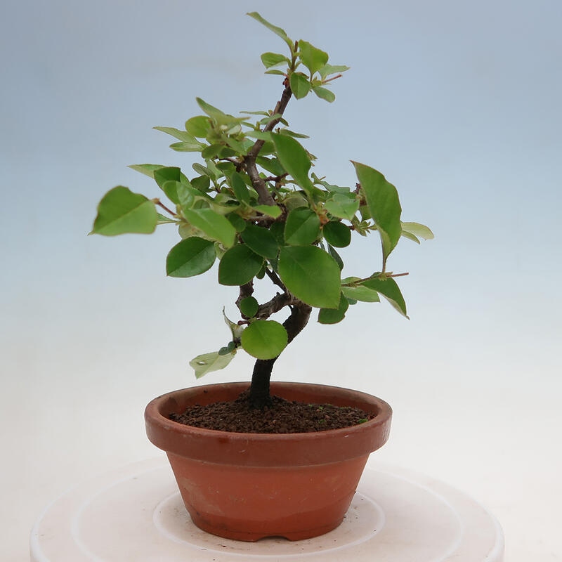 Bonsai voor buiten - Pseudocydonia sinensis - Chinese kweepeer