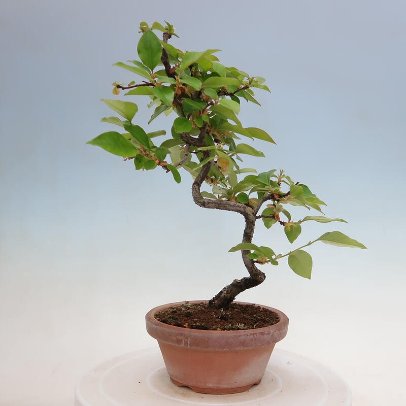 Bonsai voor buiten - Pseudocydonia sinensis - Chinese kweepeer