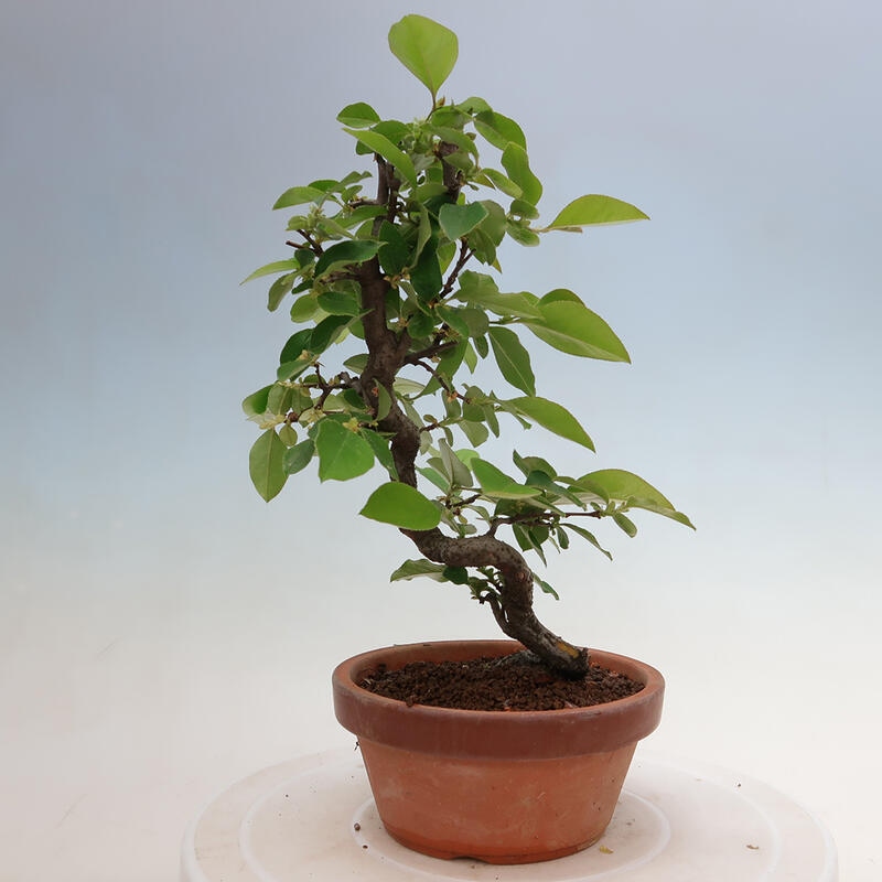 Bonsai voor buiten - Pseudocydonia sinensis - Chinese kweepeer