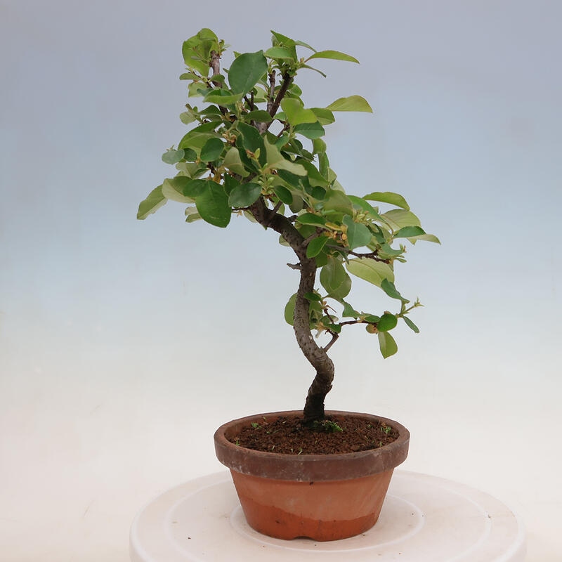 Bonsai voor buiten - Pseudocydonia sinensis - Chinese kweepeer