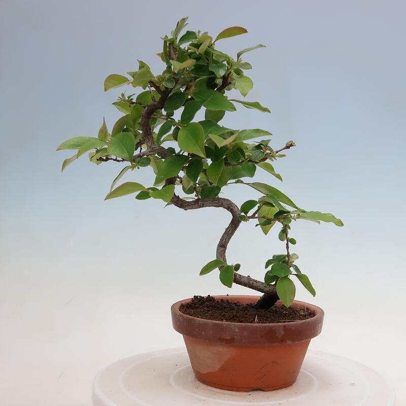 Bonsai voor buiten - Pseudocydonia sinensis - Chinese kweepeer