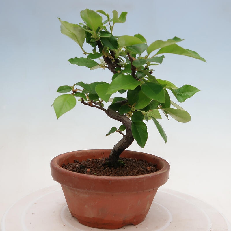 Bonsai voor buiten - Pseudocydonia sinensis - Chinese kweepeer