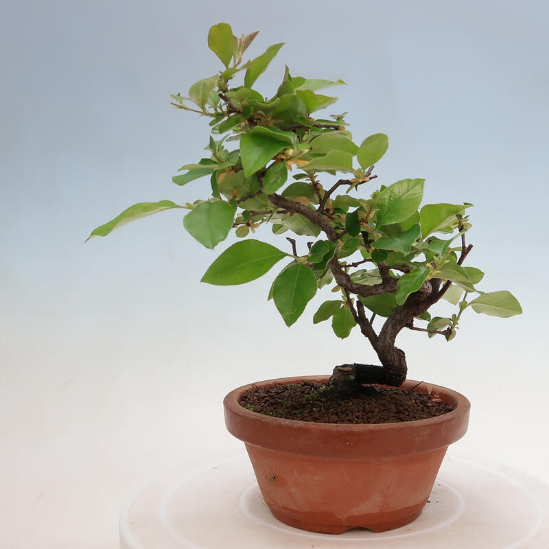 Bonsai voor buiten - Pseudocydonia sinensis - Chinese kweepeer