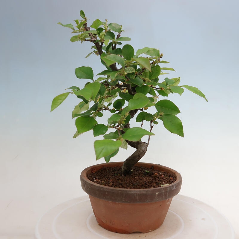 Bonsai voor buiten - Pseudocydonia sinensis - Chinese kweepeer