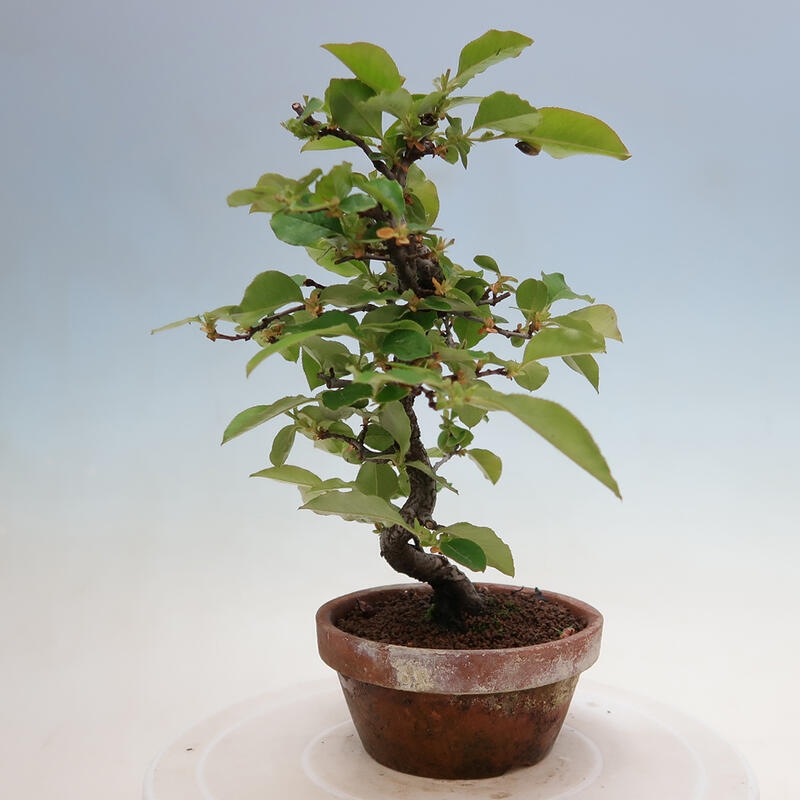 Bonsai voor buiten - Pseudocydonia sinensis - Chinese kweepeer