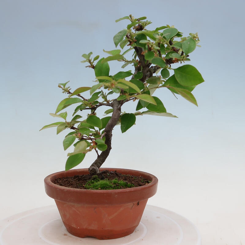 Bonsai voor buiten - Pseudocydonia sinensis - Chinese kweepeer