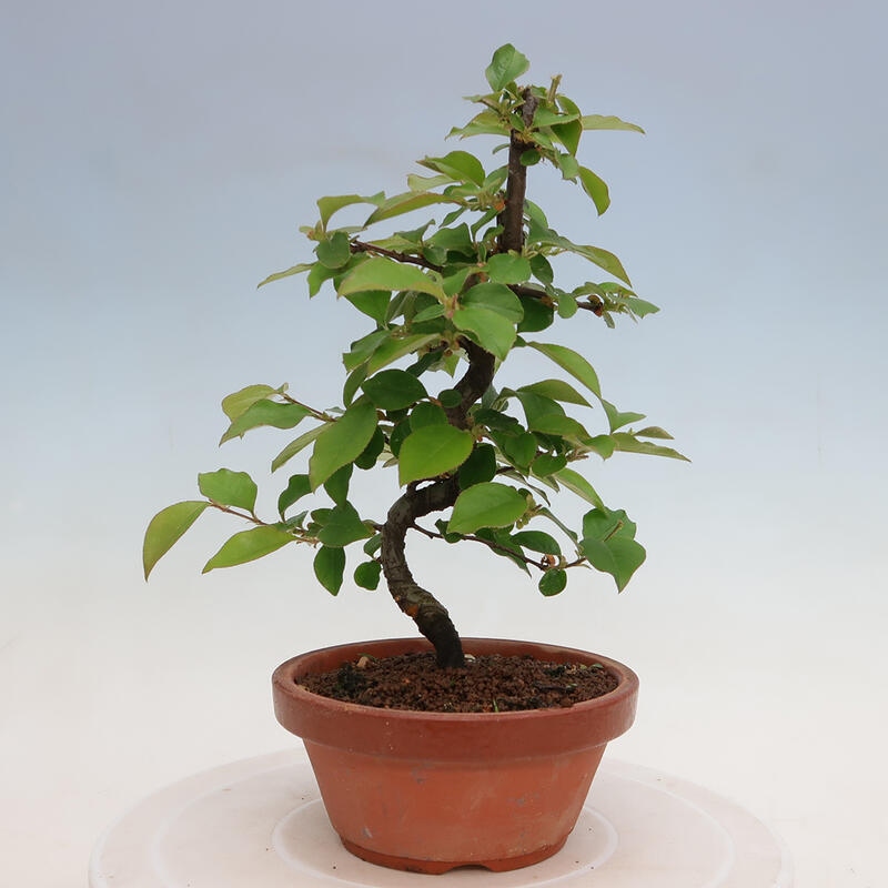 Bonsai voor buiten - Pseudocydonia sinensis - Chinese kweepeer