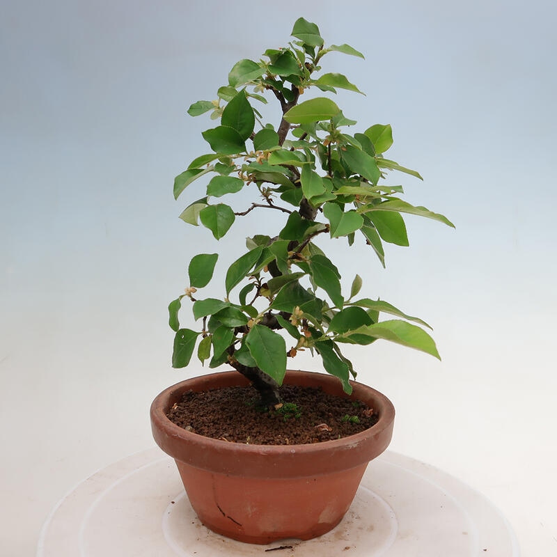 Bonsai voor buiten - Pseudocydonia sinensis - Chinese kweepeer