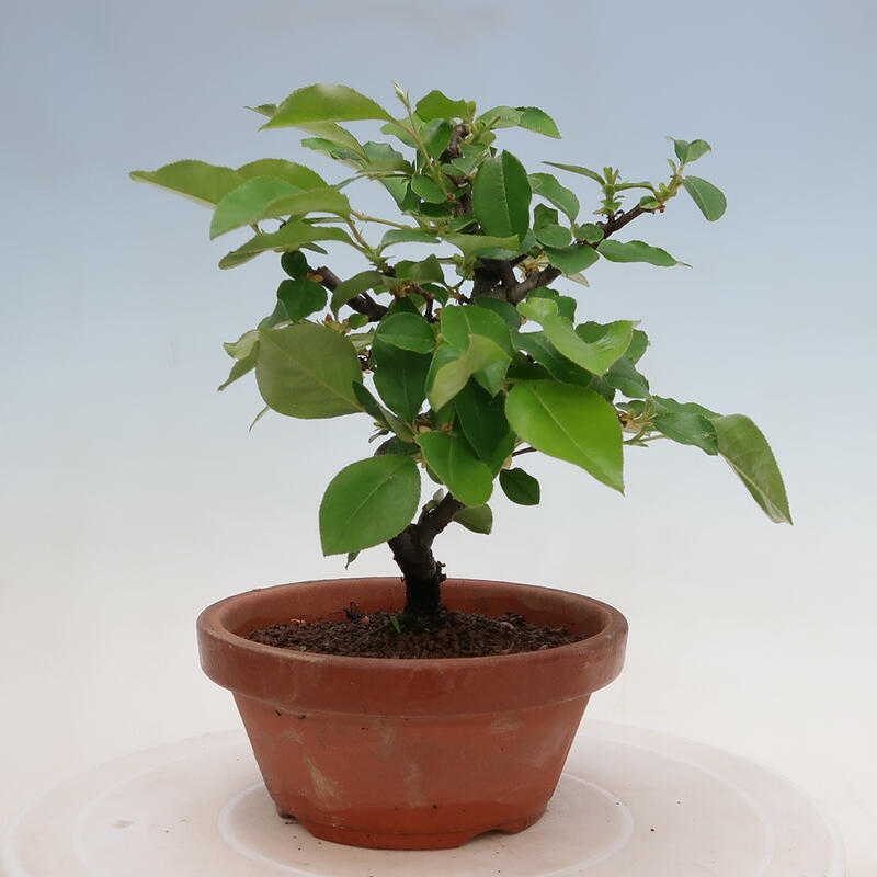 Bonsai voor buiten - Pseudocydonia sinensis - Chinese kweepeer
