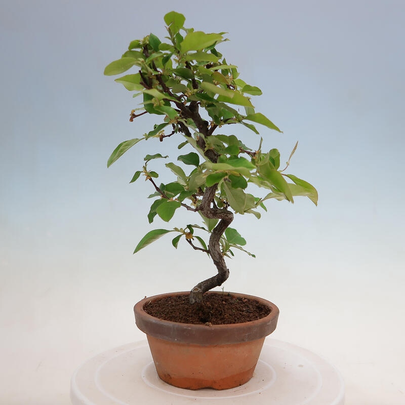 Bonsai voor buiten - Pseudocydonia sinensis - Chinese kweepeer