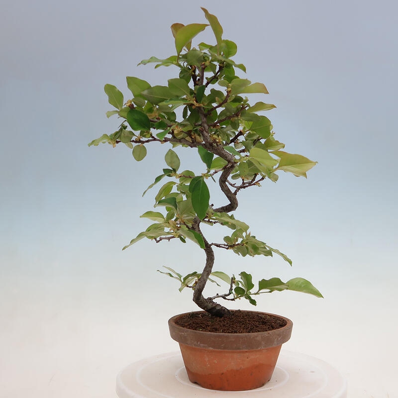 Bonsai voor buiten - Pseudocydonia sinensis - Chinese kweepeer
