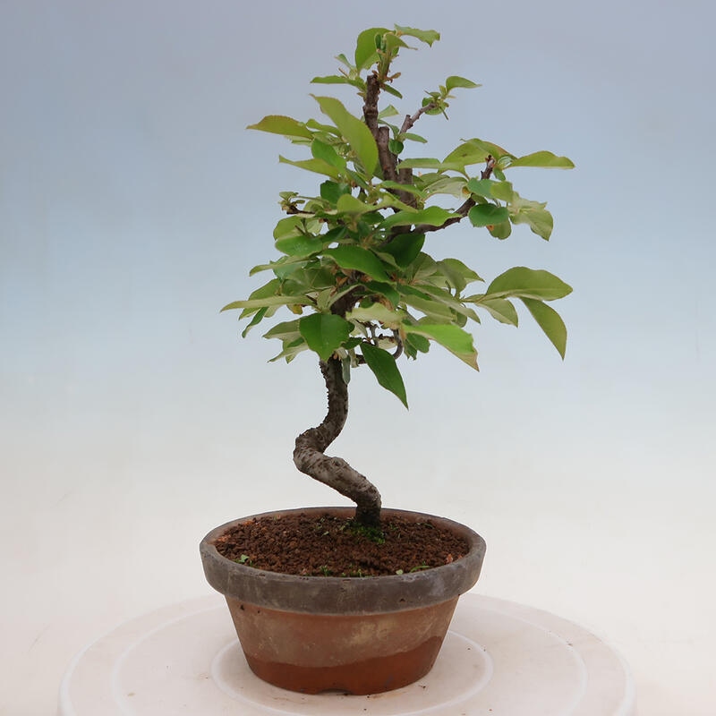 Bonsai voor buiten - Pseudocydonia sinensis - Chinese kweepeer