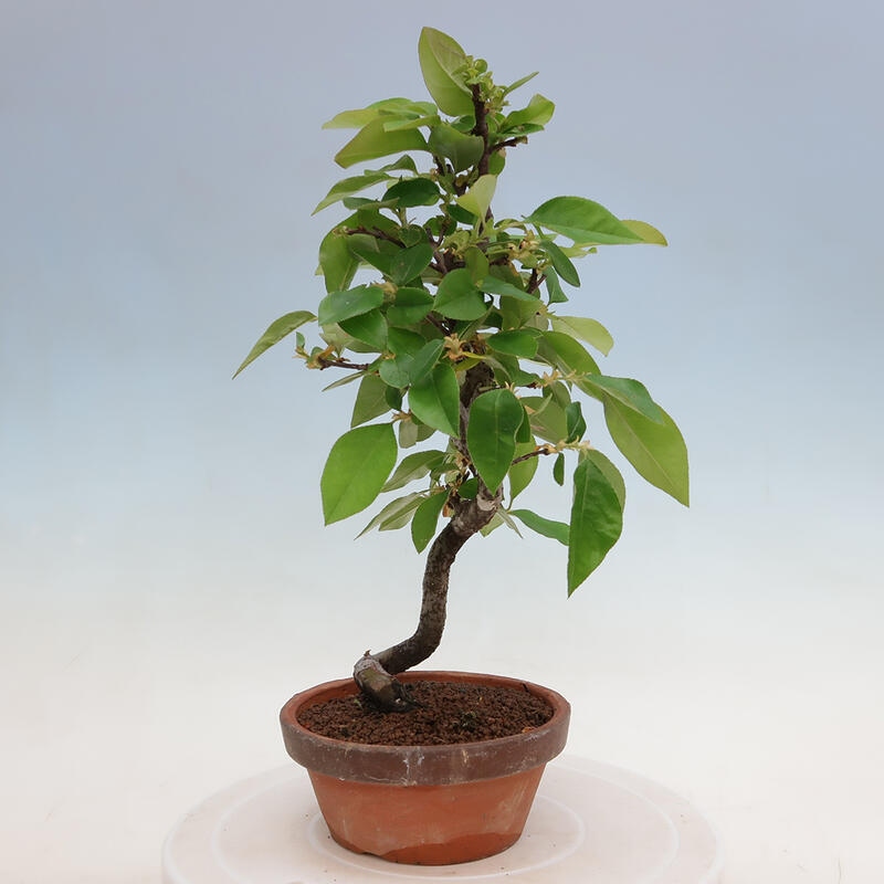 Bonsai voor buiten - Pseudocydonia sinensis - Chinese kweepeer
