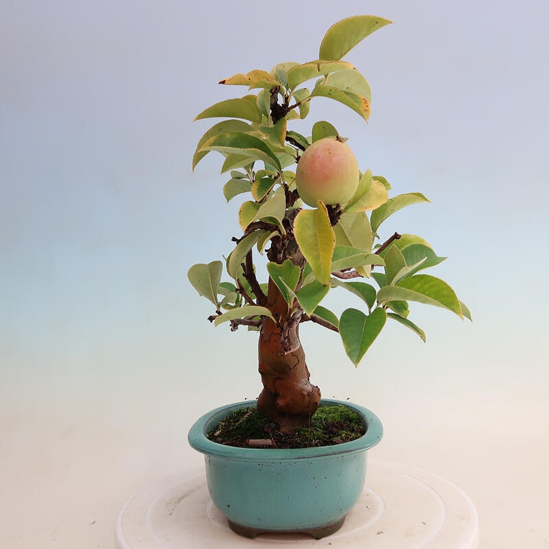 Bonsai voor buiten - Pseudocydonia sinensis - Chinese kweepeer