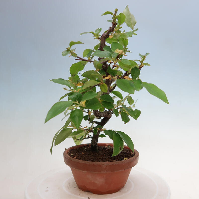 Bonsai voor buiten - Pseudocydonia sinensis - Chinese kweepeer