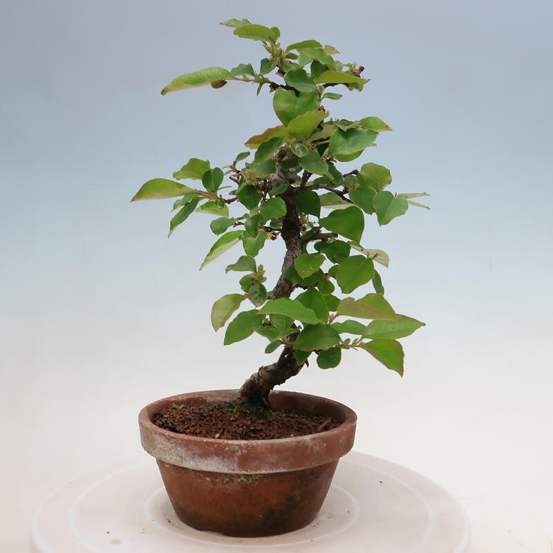 Bonsai voor buiten - Pseudocydonia sinensis - Chinese kweepeer