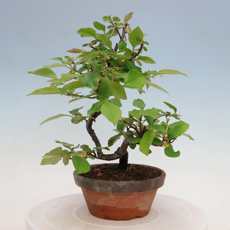 Bonsai voor buiten - Pseudocydonia sinensis - Chinese kweepeer