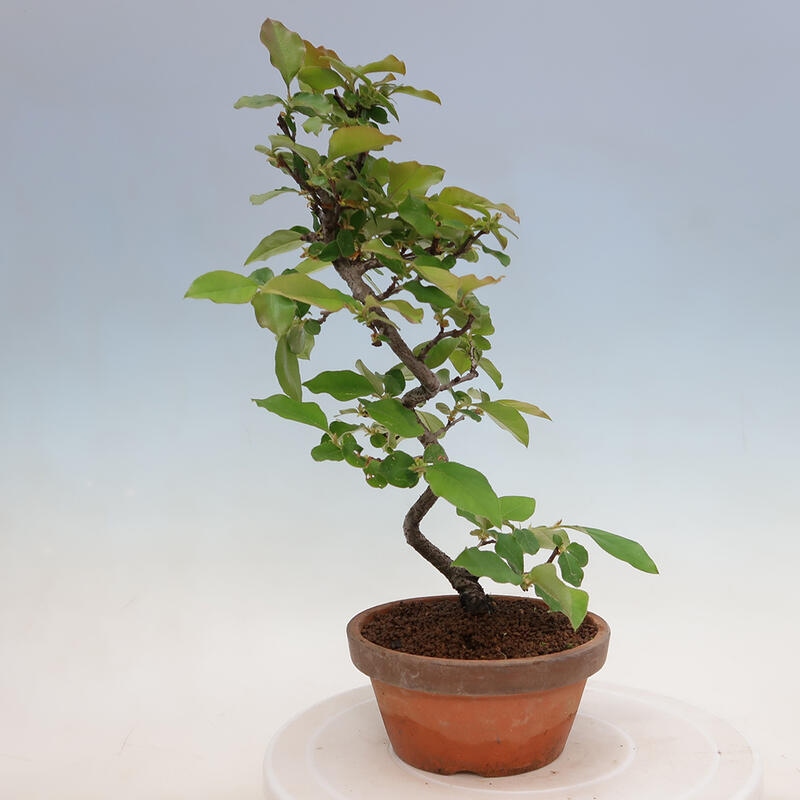 Bonsai voor buiten - Pseudocydonia sinensis - Chinese kweepeer