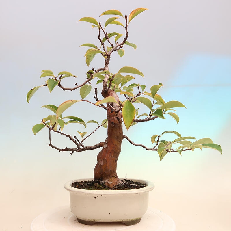 Bonsai voor buiten - Pseudocydonia sinensis - Chinese kweepeer