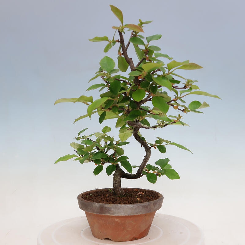 Bonsai voor buiten - Pseudocydonia sinensis - Chinese kweepeer