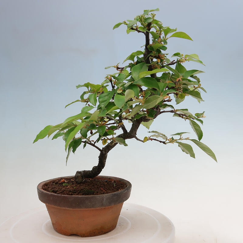 Bonsai voor buiten - Pseudocydonia sinensis - Chinese kweepeer