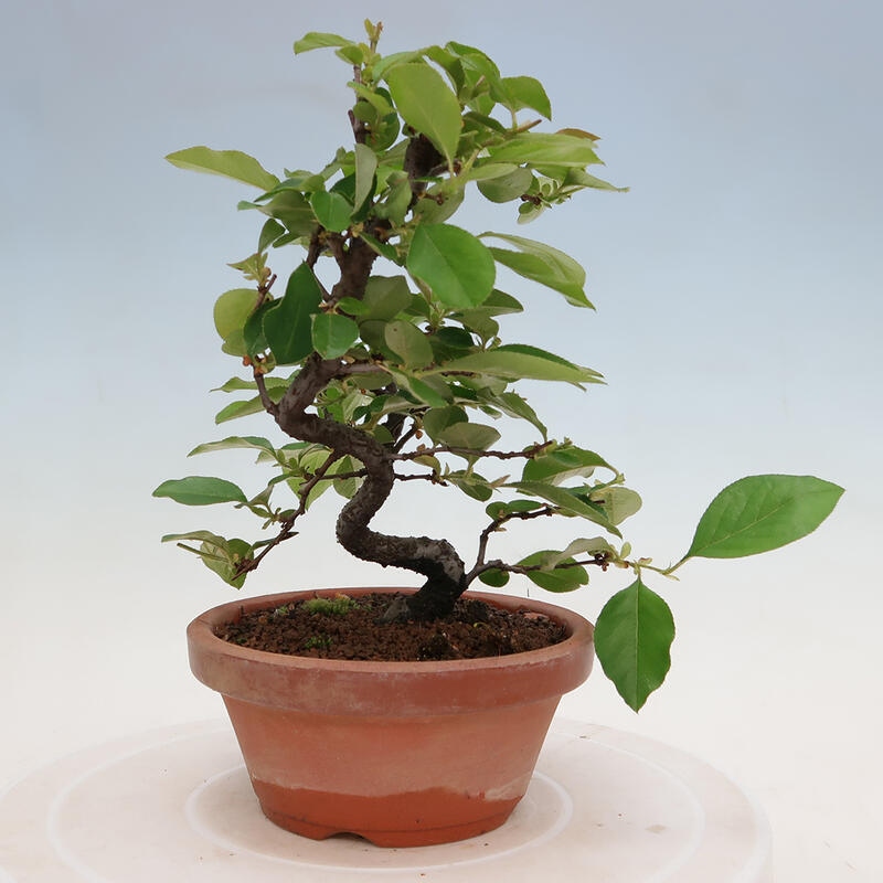 Bonsai voor buiten - Pseudocydonia sinensis - Chinese kweepeer