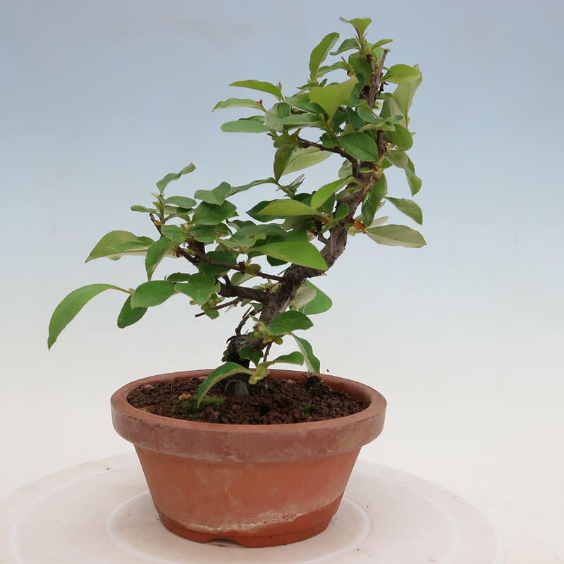 Bonsai voor buiten - Pseudocydonia sinensis - Chinese kweepeer