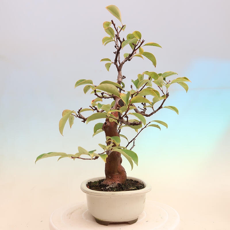 Bonsai voor buiten - Pseudocydonia sinensis - Chinese kweepeer